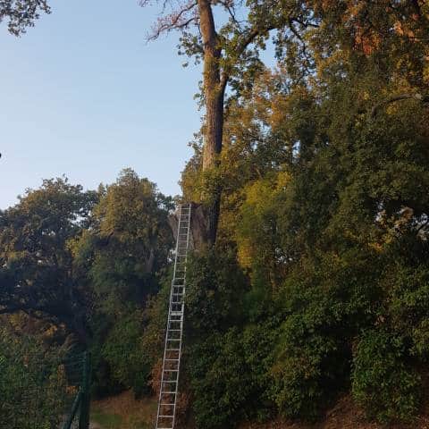 Abattage d'arbres