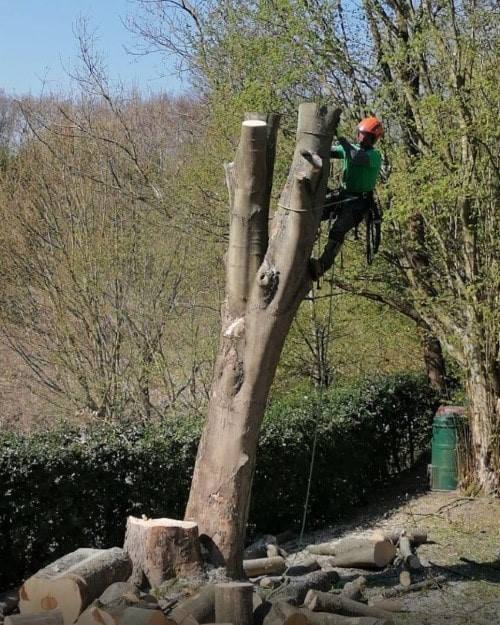 Abattage d'arbres et dessouchage