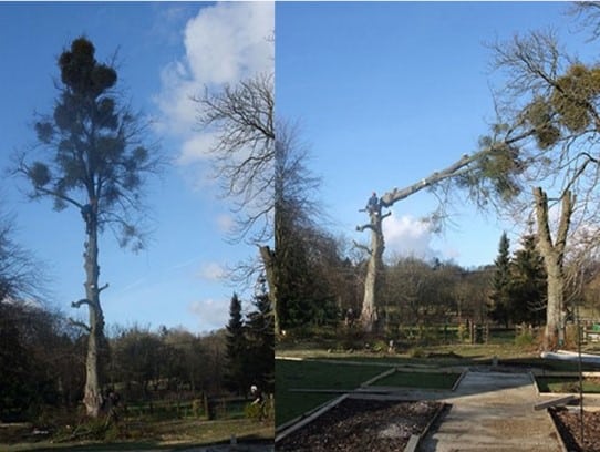 Abattage d'arbres