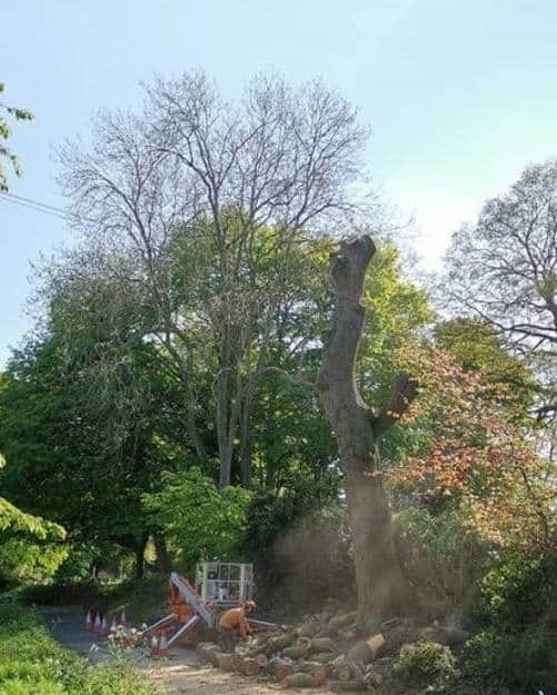 Enlèvement arbres
