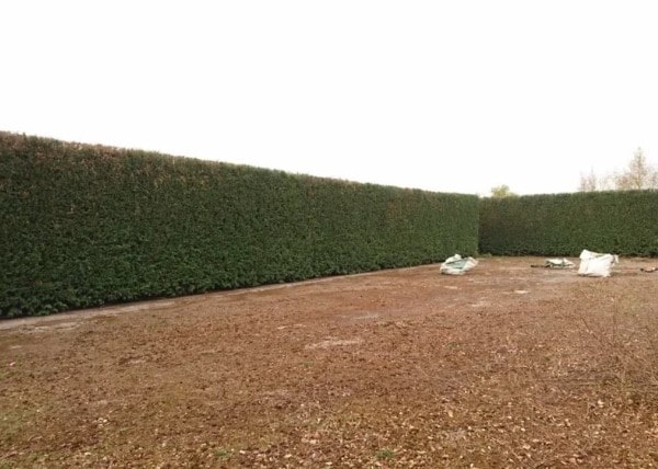 Taille de haies après