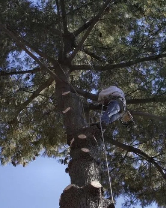 Taille d'arbres