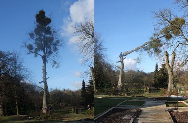 Abattage d'arbres avant après