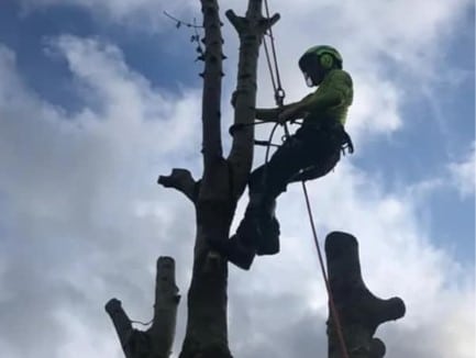 taille d'arbres